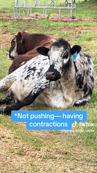 Tilly's Calving Journey