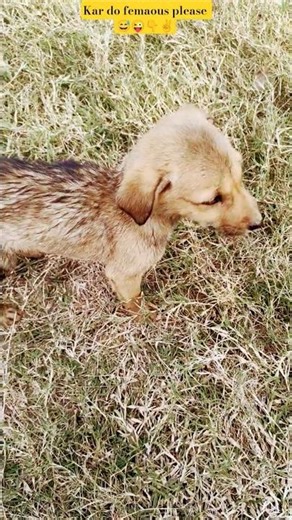 Kar Do Viral Mujhe 😅😍 #dogshorts #dogvideos #funny #dogvlog #shorts