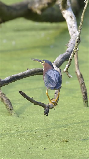 109K views · 1.4K reactions | Green Heron Fishing #Green Heron #Fishing #Love Birds and Protect Birds #Wildlife Zero Distance ! #birdsounds #nuturelovers #birdsofinstagram #birdslover | wildlife park | Facebook