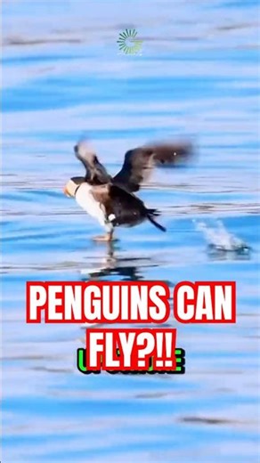 Penguins Can Actually FLY