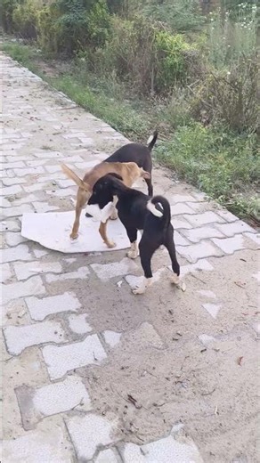 Scout Dog's Hilarious 😂 #ScoutDogdon