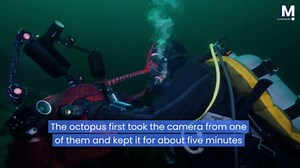 Giant octopus in Canada hugs divers and takes a selfie in a heartwarming underwater encounter