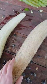 How To | Make a Luffa Sponge