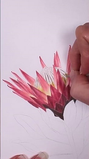 Insanely Realistic PROTEA FLOWER Drawing Process!