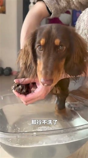 If it doesn t smell bad just smell it for a while longer#Dachshund#Cute Pet Debut Plan.#Do