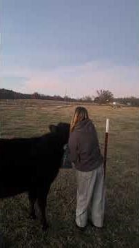 Onyx the porch cow bed time routine #porchcow #farm #lifeonthefarm #ranch #cow