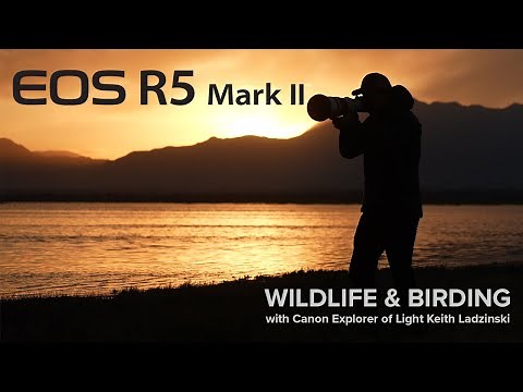 Photographing Wildlife with Canon Explorer of Light Keith Ladzinski and the Canon EOS R5 Mark II