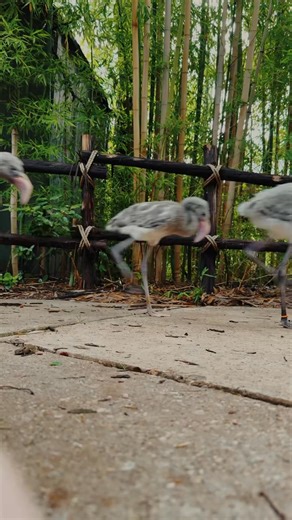 289K views · 10K reactions | It’s graduation day for 12 of our fluffy...