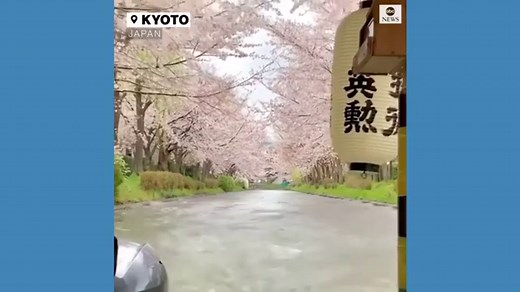 Kyoto's cherry blossoms in full bloom