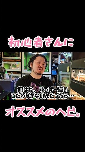 コーンスネークVSボールパイソン初心者さんにオススメなのはどっち！？ #爬虫類 #エキゾチックアニマル #コーンスネーク #ボールパイソン #shorts #short #爬虫類飼育