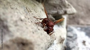 Indian red paper wasp Collecting Mud To Make Its Nest