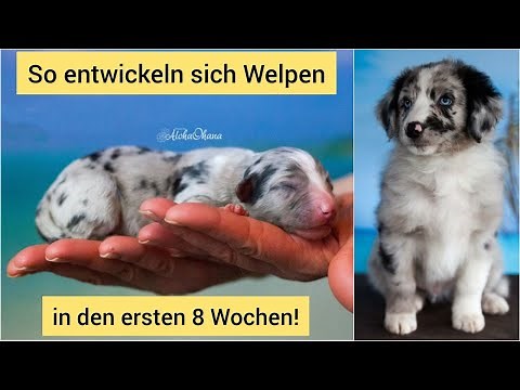 So entwickeln sich Welpen in den ersten 8 Wochen | Wir begleiten einen Wurf Aussies beim Züchter