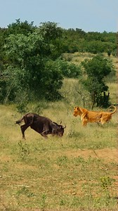 In a bizarre turn of events, a lioness is left confused as a wildebeest practically falls asleep in front of her mid-hunt! | Wild Tings