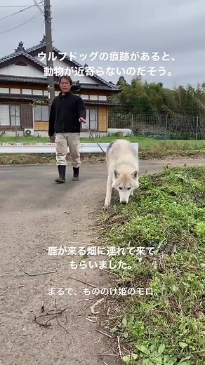 “ウルフドッグの痕跡は獣害を防ぐ” 畑を歩く雄姿と作物を守る存在感 https://nlab.itmedia.co.jp/nl/articles/2212/17/news023.html Instagram：vege8さんから #ねとらぼ生物部 #犬 #ウルフドッグ #犬のいる生活 #犬のいる生活