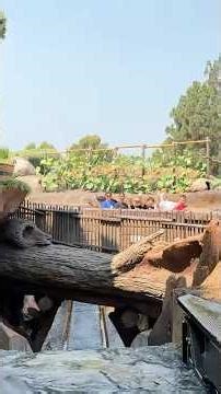 Disneyland 2025 Bayou Country Tianas Adventure Ride People Watching Walt Disney 70th