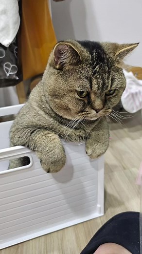 จากภาระสู่ผู้รับมรดก #โมโม่แมวอ้วน #แมวน่ารัก #แมวตลก