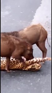 Paradoxical story, wild boars are eating a leopard 🤨🤨 | Ocean's Depth