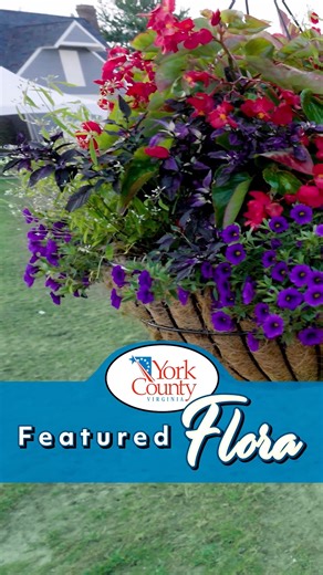 Look for Featured Flora Signs in Yorktown! Scan the QR Code for a Brief Video About the Flower | York County, Virginia