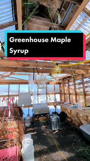 Greenhouse Maple Syrup Boiling Process