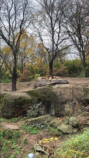 Lion Pride at Pittsburgh Zoo #lion #lionpride #lions #zoo #wildlife #animals #wildanimals