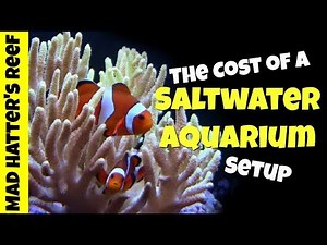 The Cost Of A Saltwater Aquarium Setup