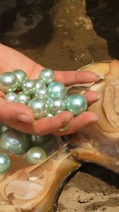 49K views · 752 reactions | Part 382  Rural Girl's Digging Uncovers Hidden Treasure in Mussel #pearlhunter #pearls #pearl | Digging life | Facebook