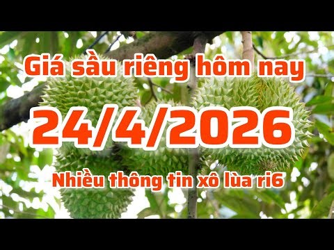 giá sầu riêng hôm nay nhiều thông tin xô lùa ri6, cập nhật mới nhất