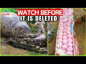 Scientist STUNNED! They Uncover Strange Snake! But What Lay Inside It Defies Explanation Documentary