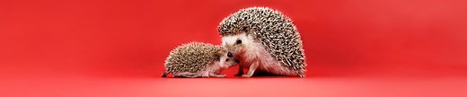 Hedgehog Care Tips and Information for Pet Owners | Chewy