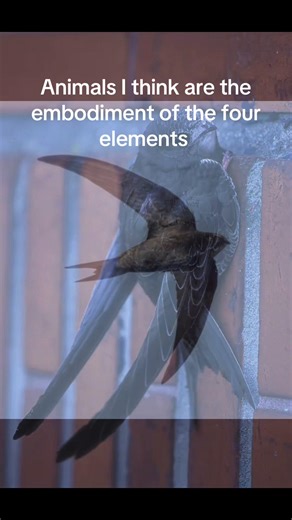 Embodiment of the Four Elements in Animals