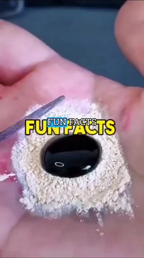 Incredible fun facts #funfacts #facts #didyouknow #curiosity