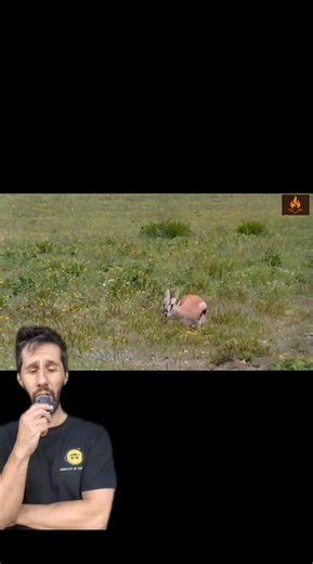 Safari et documentaires sur les lions et guépards