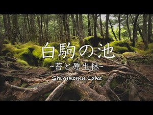 【風景写真】北八ヶ岳の麓【白駒池】で神秘的な苔と原生林の撮影をしてきた｜Vlog