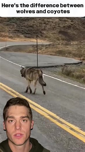 Wolves vs coyotes #wolves #greywolf #coyote#dangerousanimal