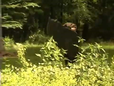 Amazing Bear Recreation!