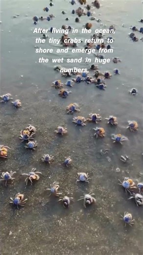 Baby soldier crabs literally crawl out of the sand!