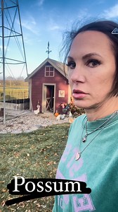 99K views · 1.6K reactions | Meet my house guest who doesn’t want to leave. Last I checked he was napping in my chicken house 臘‍♀️ If you guys are feeling overwhelmed with life … just remember you’re not alone. We all have situations. I’m calling mine Pete.  #oppssum #minnesotaaccent #farmlife #unwantedguest | Small Town Me | Facebook