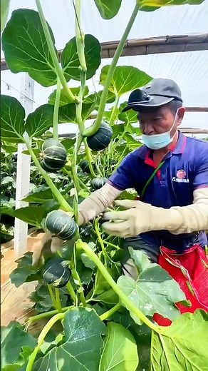 Harvesting Mini Pumpkin: Sweet, nutritious, and healthy — a perfect mini pumpkin for home use