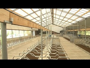Nieuwe stal met unieke lichtplaten - Melkvee.nl