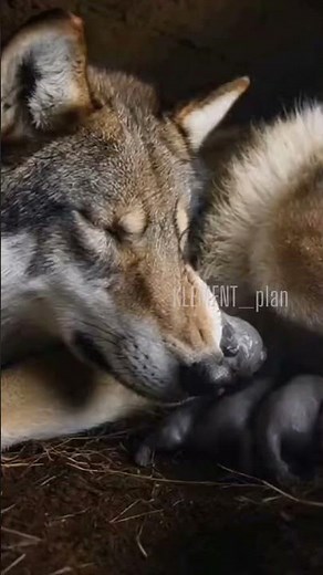 A wolf giving birth — the miracle of life in the wild #animalday