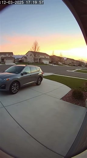 Mountain Lion Walks Behind Girl on Driveway #ai #CaliforniaWildlife #ColoradoLife #MountainLion