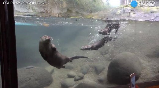 56K views · 61 shares | Baby river otters started swimming on their own thanks to their mom's teaching at the Oregon Zoo. | USA TODAY | Facebook