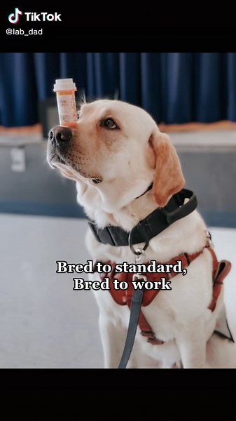 Labradors are so versatile 😍 all of these things we are currently trialing in or training for #workingdog #sportdog #labrador