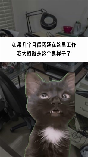 如何在 90 天内彻底变疯 [OTCat]