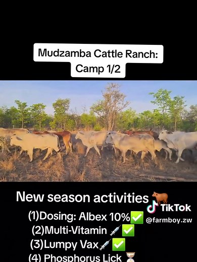 Cattle Farming Activities in Zimbabwe: Summer Guide
