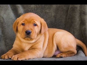 Fox Red Labrador Retriever Puppies for Sale