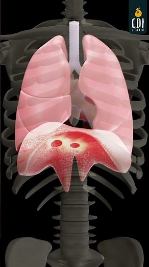 3D Animation: Depicting the coordination between the diaphragm and pelvic floor muscles #3danimation