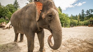 Oregon Zoo's elephant 'Shine' will be treated for tuberculosis