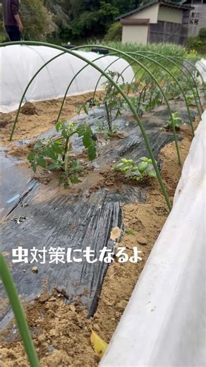 トマトの隣にこれ植えると変わります🍅
