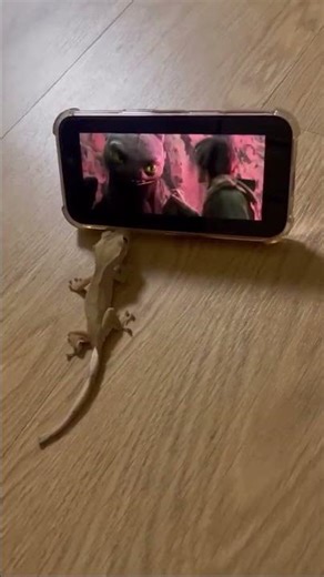 😲📱 | Cutest Lizard Reaction Ever 🦎#gecko#lizard#cuteanimals#funnyanimals#petgecko#animalreaction